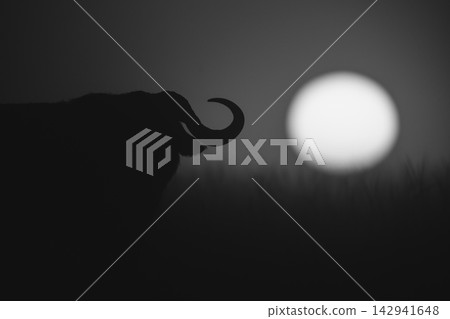 Mono close-up of buffalo silhouette at sunrise Mono close-up of buffalo silhouette at sunrise 142941648