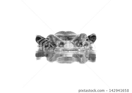 Mono hippo up to eyes in waterhole Mono hippo up to eyes in waterhole 142941658