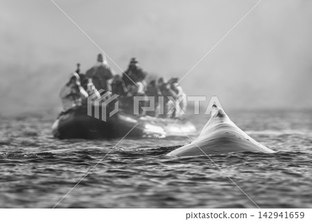 Mono humpback whale surfaces near photography boat 142941659