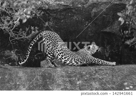 Mono leopard between bushes on rocky ledge Mono leopard between bushes on rocky ledge 142941661