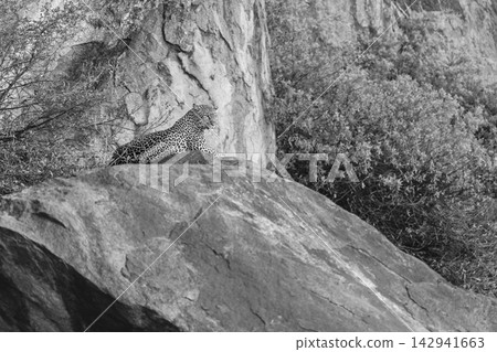Mono leopard on rock staring into distance Mono leopard on rock staring into distance 142941663