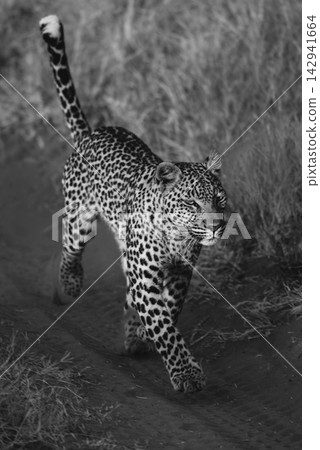 Mono leopard running along track in grass Mono leopard running along track in grass 142941664