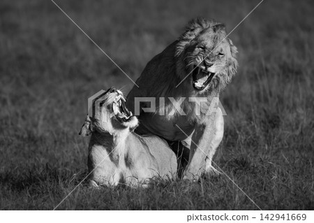 Mono lion and lioness roar during mating Mono lion and lioness roar during mating 142941669