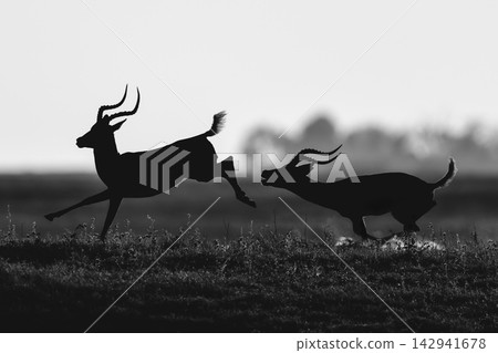 Mono male impala chases another in silhouette 142941678