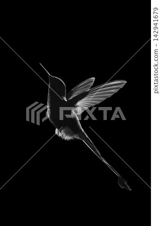 Mono male white-booted racket-tail silhouetted in profile Mono male white-booted racket-tail silhouetted in profile 142941679