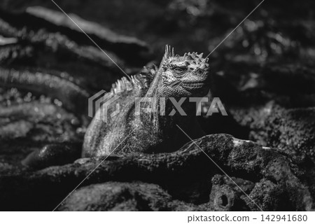 Mono marine iguana among roots facing camera Mono marine iguana among roots facing camera 142941680