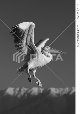 Mono pelican flies past mountains at dawn Mono pelican flies past mountains at dawn 142941682