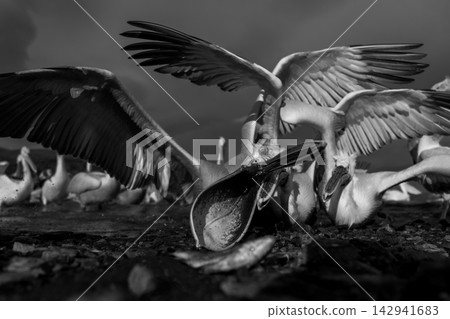 Mono pelican grabs fish on rocky shore Mono pelican grabs fish on rocky shore 142941683