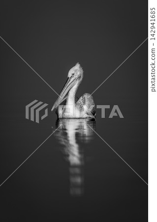 Mono pelican watches camera on blue lake 142941685