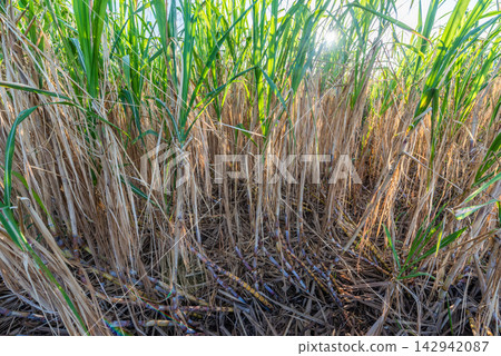 Sugarcane fields under the blue sky of Miyako Island, Okinawa Prefecture Sugarcane fields under the blue sky of Miyako Island, Okinawa Prefecture 142942087
