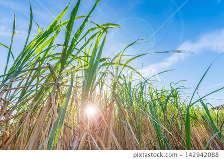 Sugarcane fields under the blue sky of Miyako Island, Okinawa Prefecture Sugarcane fields under the blue sky of Miyako Island, Okinawa Prefecture 142942088