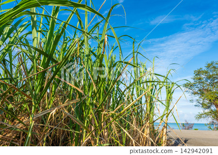 Sugarcane fields under the blue sky of Miyako Island, Okinawa Prefecture Sugarcane fields under the blue sky of Miyako Island, Okinawa Prefecture 142942091