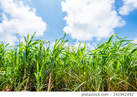 Sugarcane fields under the blue sky of Miyako Island, Okinawa Prefecture Sugarcane fields under the blue sky of Miyako Island, Okinawa Prefecture 142942092
