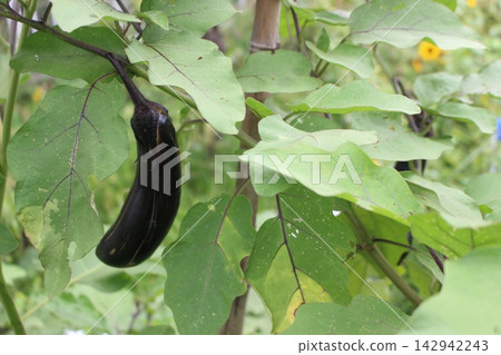 Many eggplants ripen in the fall. Many eggplants ripen in the fall. 142942243