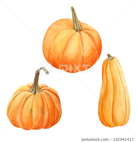 Watercolor hand drawn autumn set of an orange pumpkins. Harvest vegetable isolated. Watercolor hand drawn autumn set of an orange pumpkins. Harvest vegetable isolated. 142942417