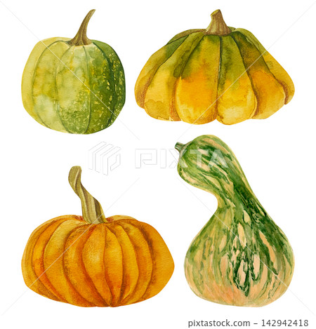 watercolor hand drawn autumn set of an orange and green pumpkins. harvest vegetable isolated. watercolor hand drawn autumn set of an orange and green pumpkins. harvest vegetable isolated. 142942418