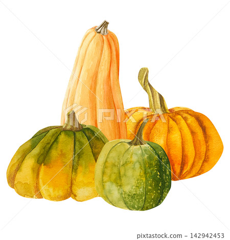 watercolor hand drawn autumn composition of an orange and green pumpkins. harvest vegetable isolated watercolor hand drawn autumn composition of an orange and green pumpkins. harvest vegetable isolated 142942453