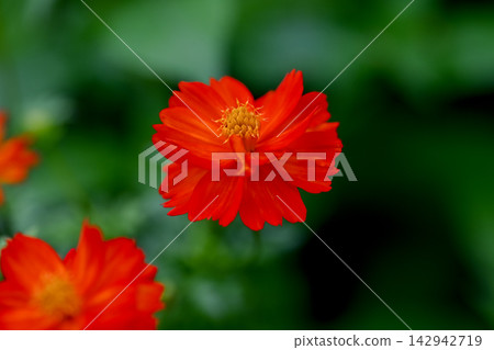 黃波斯菊 黃波斯菊 142942719