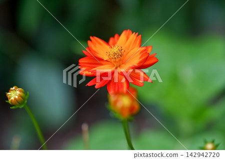 黃波斯菊 黃波斯菊 142942720
