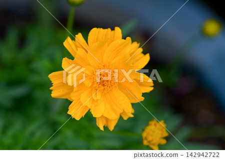 黃波斯菊 黃波斯菊 142942722