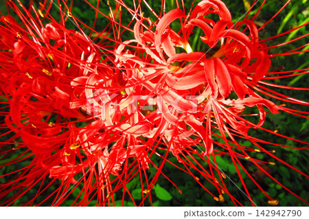 A landscape of spider lilies (photographed in 2026) A landscape of spider lilies (photographed in 2026) 142942790
