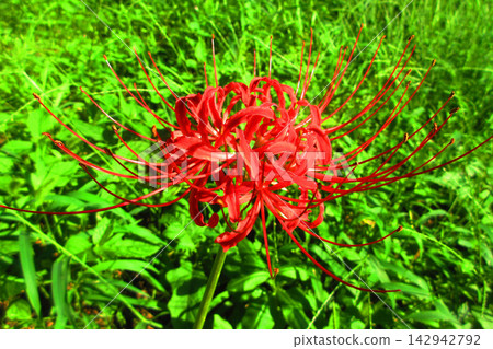 A landscape of spider lilies (photographed in 2026) 142942792