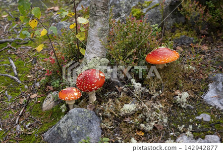 Bright red fly agarics grow at the foot of a birch tree Bright red fly agarics grow at the foot of a birch tree 142942877
