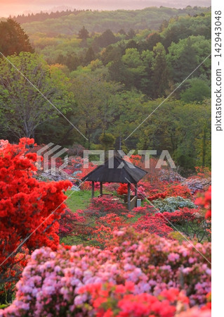 卡薩馬杜鵑公園的日出 142943048
