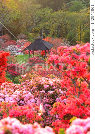 卡薩馬杜鵑公園的日出 142943061