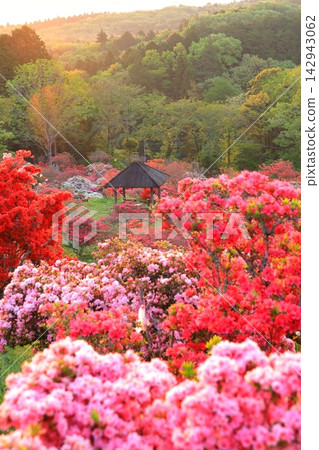 卡薩馬杜鵑公園的日出 卡薩馬杜鵑公園的日出 142943062