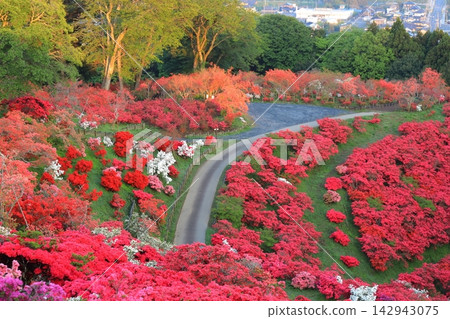 卡薩馬杜鵑公園的日出 卡薩馬杜鵑公園的日出 142943075