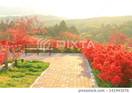 卡薩馬杜鵑公園的日出 142943076
