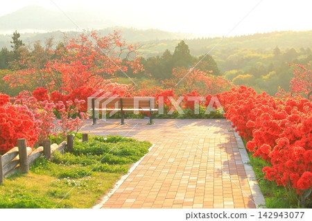 卡薩馬杜鵑公園的日出 卡薩馬杜鵑公園的日出 142943077