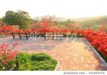 卡薩馬杜鵑公園的日出 卡薩馬杜鵑公園的日出 142943079