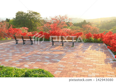 卡薩馬杜鵑公園的日出 卡薩馬杜鵑公園的日出 142943080