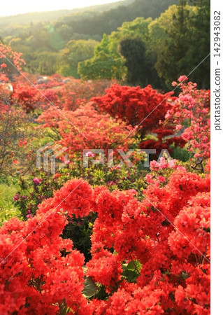 卡薩馬杜鵑公園的日出 142943082