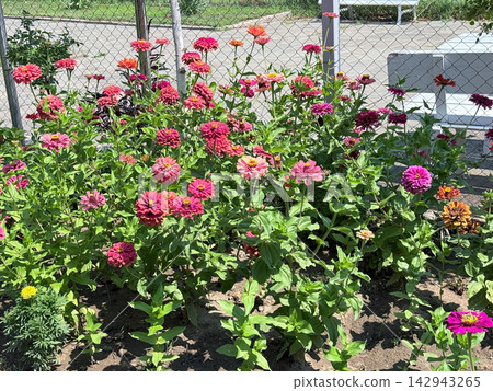 Colorful blooming flowers growing in bright summer garden Colorful blooming flowers growing in bright summer garden 142943265
