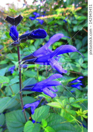 A landscape of meadow sage (Salvia guaranitica) flowers. A landscape of meadow sage (Salvia guaranitica) flowers. 142943451