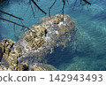 Overhead view of rocky shoreline with clear turquoise seawater, sunlight reflections, and overhanging branches framing coast 142943493
