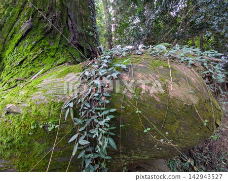 高尾山、章魚杉、好運 高尾山、章魚杉、好運 142943527