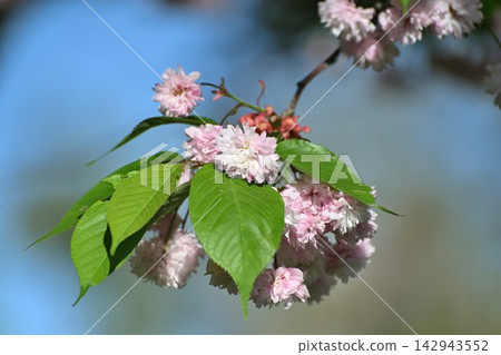 Cherry blossoms of the Juzukakezakura tree blooming at Baigo-ji Temple (Agano City, Niigata Prefecture) Cherry blossoms of the Juzukakezakura tree blooming at Baigo-ji Temple (Agano City, Niigata Prefecture) 142943552