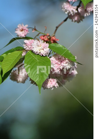 Cherry blossoms of the Juzukakezakura tree blooming at Baigo-ji Temple (Agano City, Niigata Prefecture) Cherry blossoms of the Juzukakezakura tree blooming at Baigo-ji Temple (Agano City, Niigata Prefecture) 142943554