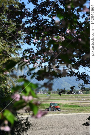 阿賀野市的鄉村景色、拖拉機和櫻花(新潟縣阿賀野市) 阿賀野市的鄉村景色、拖拉機和櫻花(新潟縣阿賀野市) 142943664