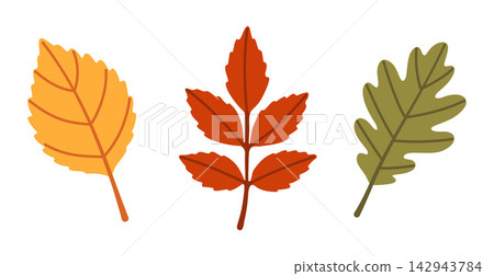 Autumn Leaves Vector Element Set Hand Drawn Flat Style Foliage Autumn Leaves Vector Element Set Hand Drawn Flat Style Foliage 142943784