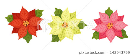 Christmas Poinsettia Flower Set Hand Drawn Flat Vector Elements Christmas Poinsettia Flower Set Hand Drawn Flat Vector Elements 142943799