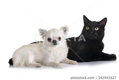 black cat and chihuahua black cat and chihuahua 142943827
