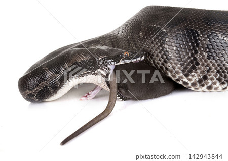 Python curtus in studio Python curtus in studio 142943844
