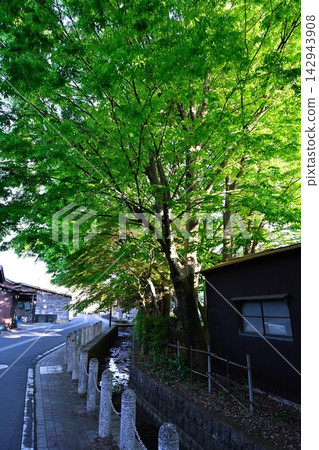The townscape along the Goya River, enveloped in fresh greenery (Gosen City, Niigata Prefecture) The townscape along the Goya River, enveloped in fresh greenery (Gosen City, Niigata Prefecture) 142943908
