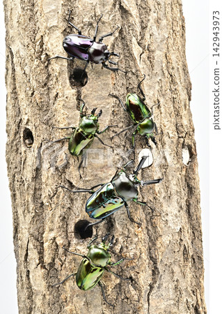 Nujiro stag beetle Nujiro stag beetle 142943973
