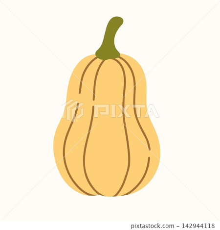 Pumpkin vector botanical line illustration, elongated ribbed winter squash, golden orange autumn vegetable, rustic harvest produce, vintage fall style Pumpkin vector botanical line illustration, elongated ribbed winter squash, golden orange autumn vegetable, rustic harvest produce, vintage fall style 142944118